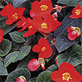 B. ‘Flamboyant’